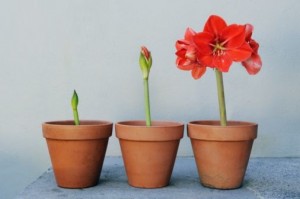 fleur-qui-grandi